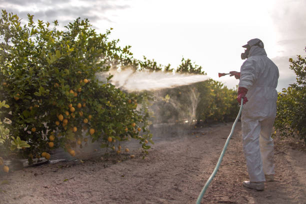 Best Rat Extermination Near Me  in Pierre Part, LA