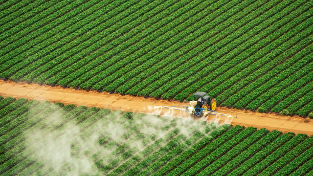 Professional Pest Control in Pierre Part, LA